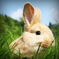 /album/suctafatel/photolia-a03-jpg/